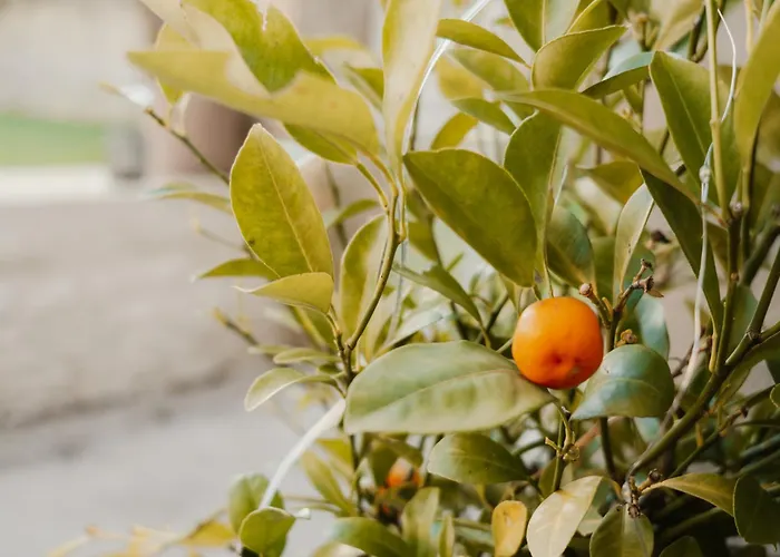 Le Temps Retrouve * גראנדקמפ-מייס